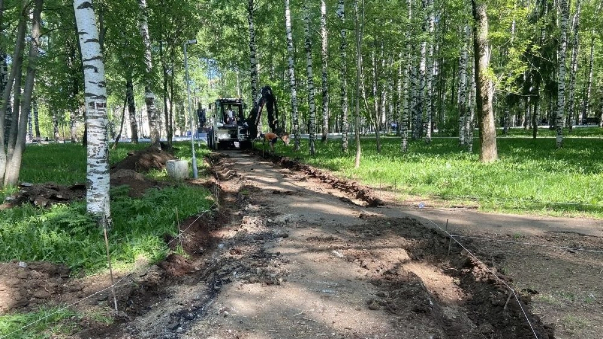 Власти Кирова пообещали высадить в парке Победы 180 деревьев взамен вырубленных