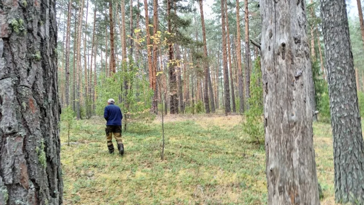 В Кировской области браконьера наказали за незаконный отстрел бобра