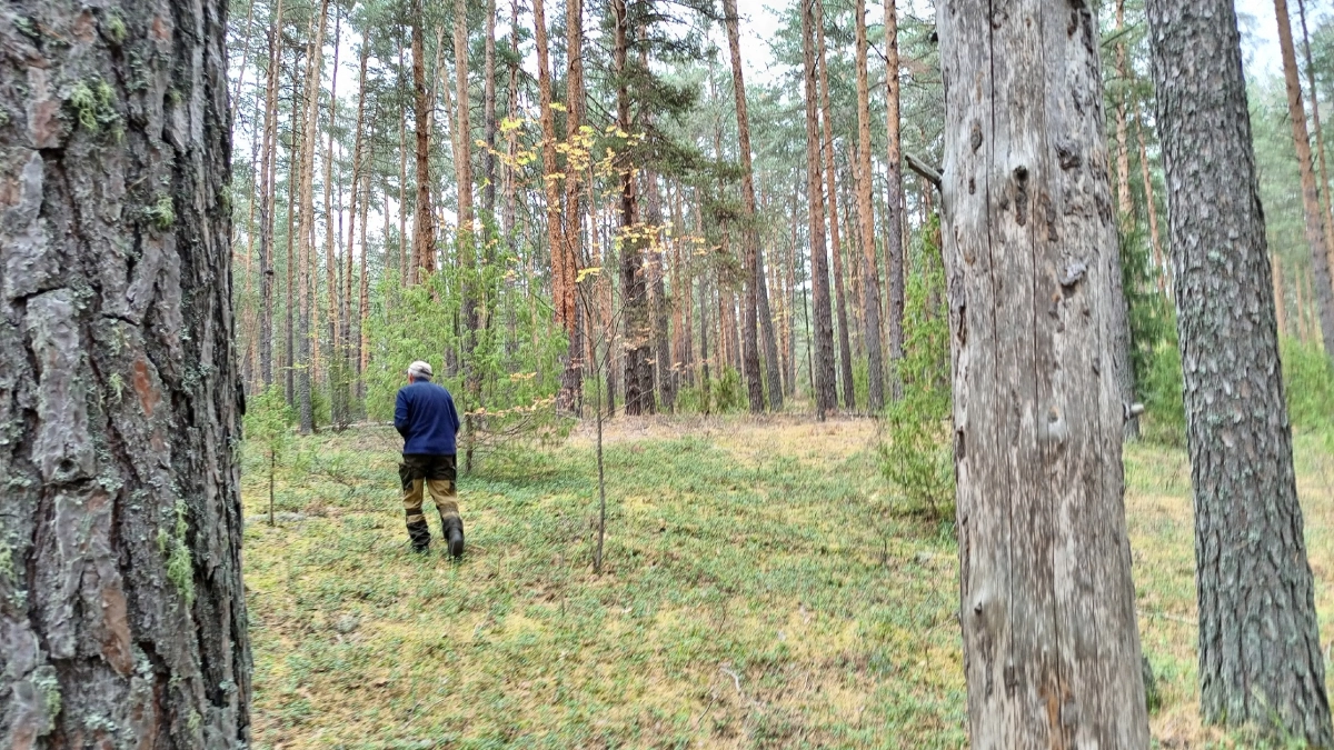 Миллион на ягодах в Карелии: как я ездил в Карелию на сбор морошки и черники и что из этого вышло — честный репортаж