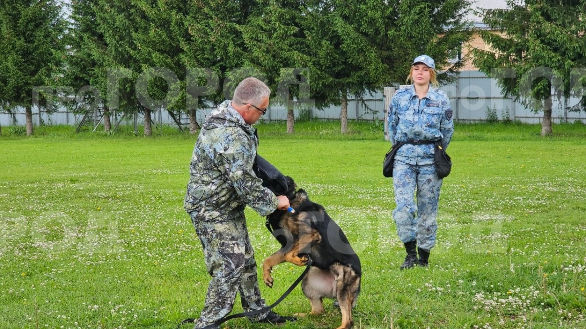 "Нашли взрывчатку и поймали преступника": немецкие овчарки выступили в преддверии Дня кинолога