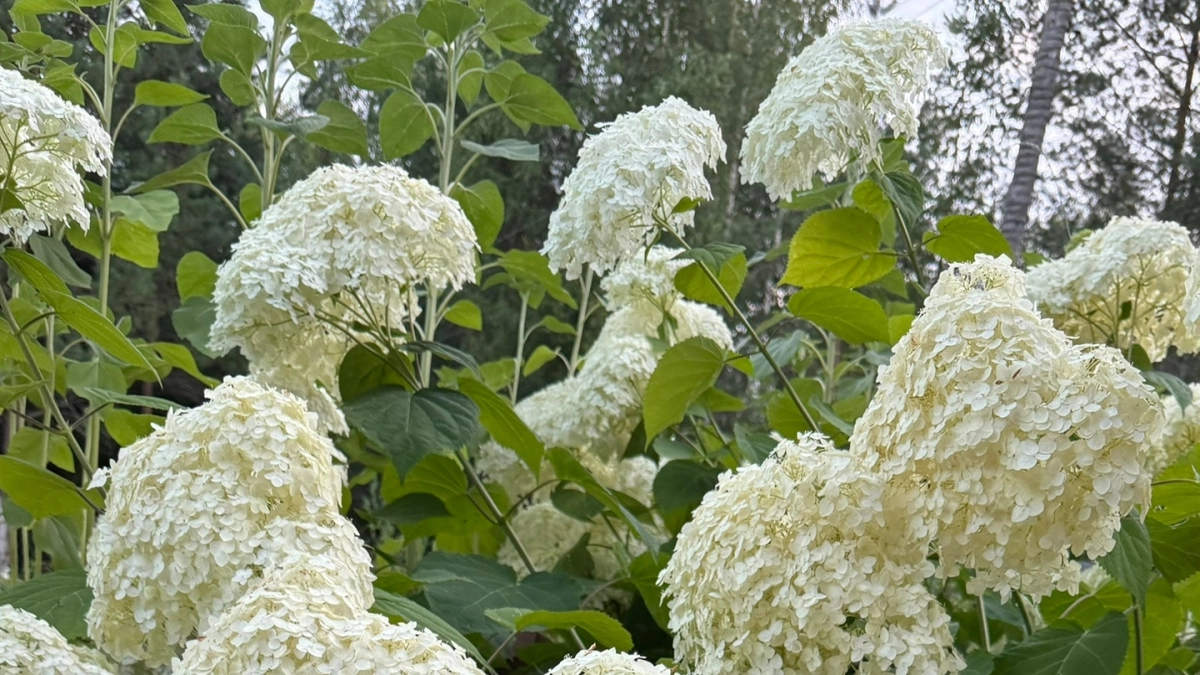 Выкапываю ямку - и гортензия превращается из чахлого кустика в пышно цветущий букет