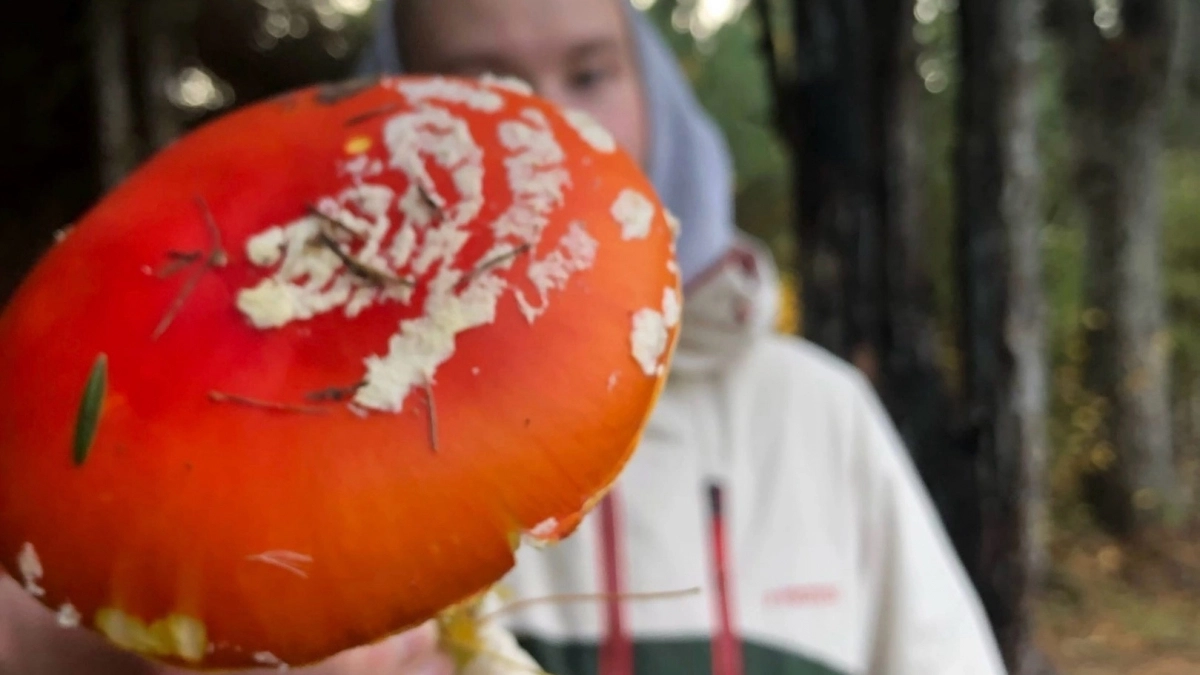 Съедобные и очень вкусные, но часто путают с поганками: 4 малоизвестных гриба, которые могут украсить ваши корзины
