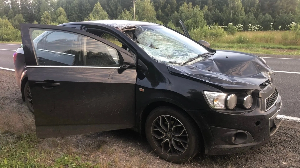 На трассе под Кировом выбежавший лось проломил лобовое стекло легковушки