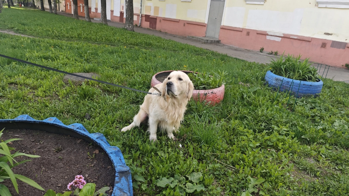 В Кирове хозяин набросившегося на девочку амстаффа выплатит ей 75 тысяч рублей
