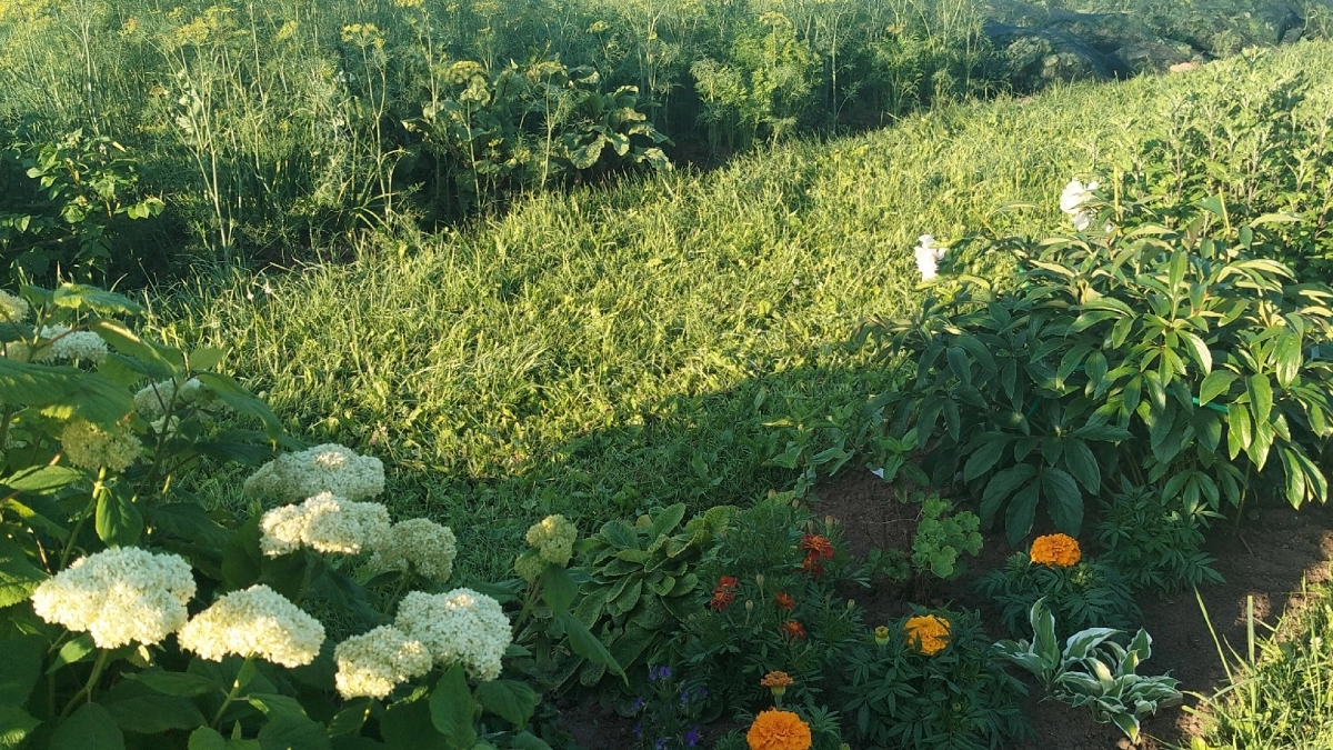 Что высадить на место чеснока: 3 скороспелых культуры для второй половины сезона