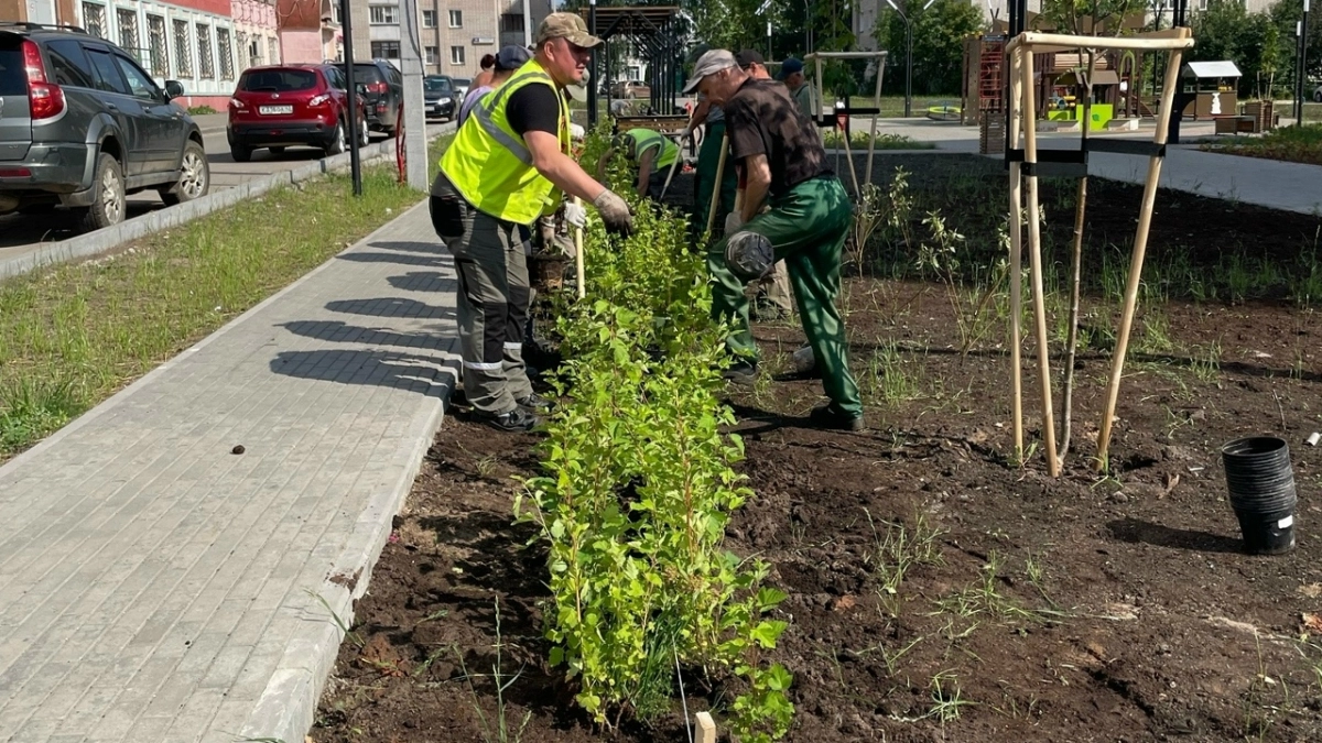 В сквере на Риммы Юровской высадили 528 кустарников пузыреплодника