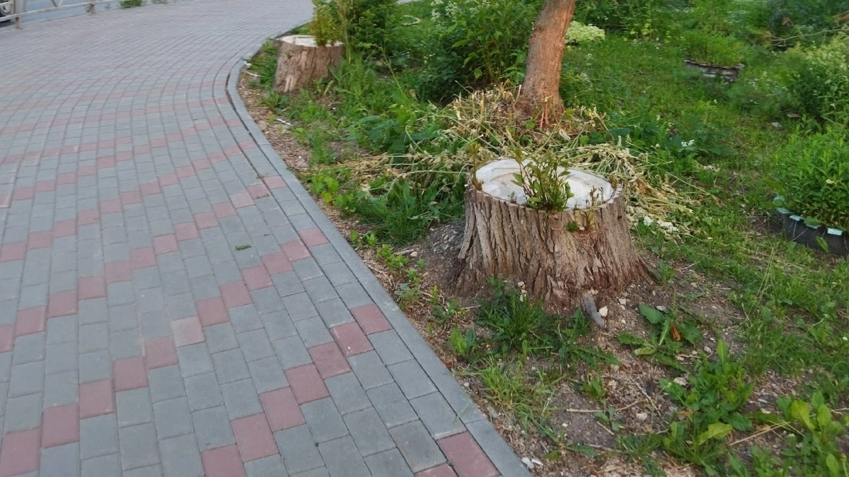 Больше не корчую пни лопатой: китайский метод удаляет пни с участка без усилий и техники