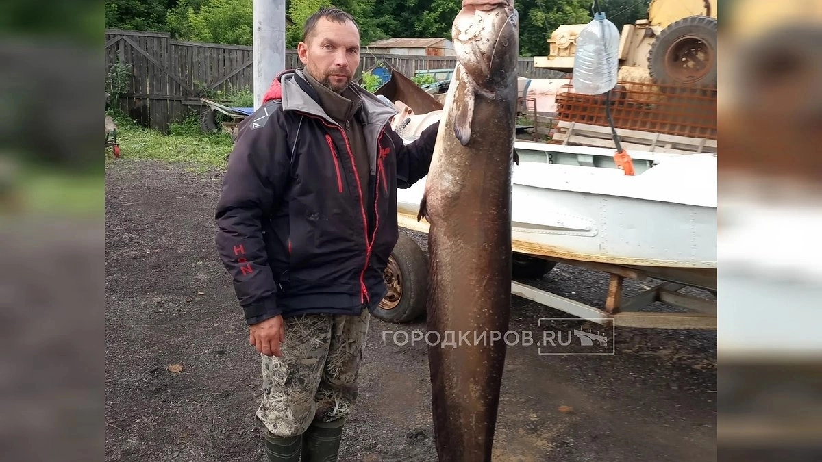 Рыбак из Котельнича поймал сома весом 32 килограмма и теперь лепит из него пельмени