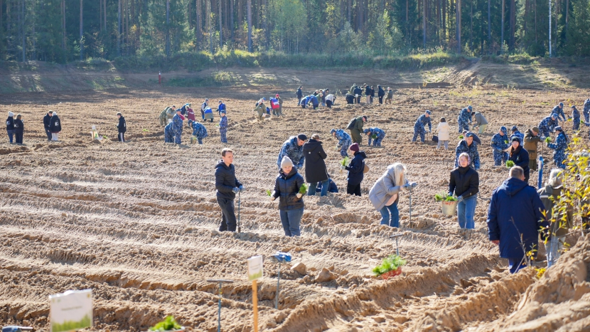 Кировская область за год планирует восстановить 40 тысяч гектаров леса