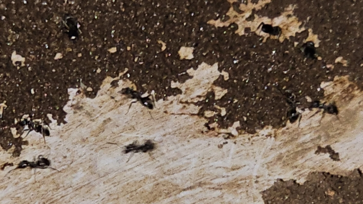 Разбрасываем крышки от бутылок - и муравьи как "ошпаренные" сбежали с моего участка: даже царица отправилась к праотцам