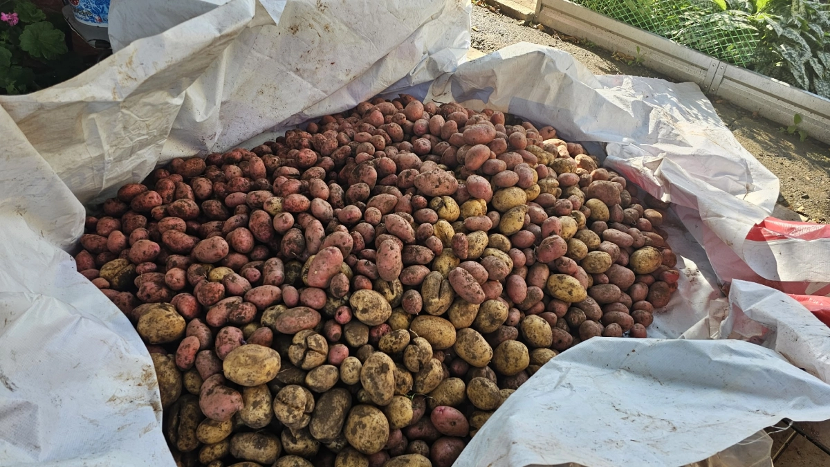 Сею этот сидерат после картофеля — и забываю про проволочника: почва как после тонны навоза