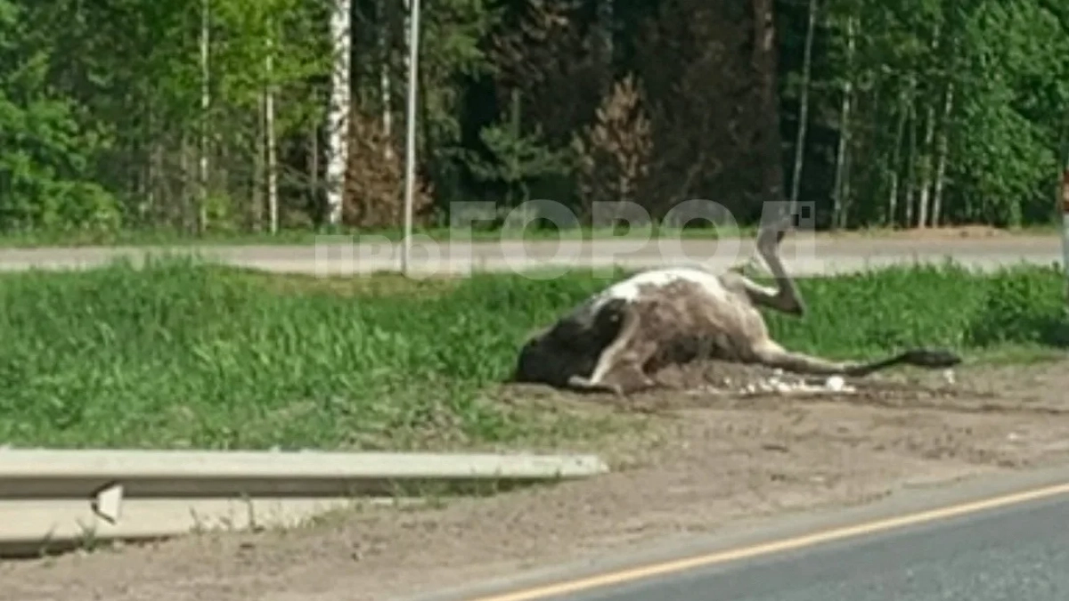 Два человека пострадали в ДТП с лосями в Кировской области