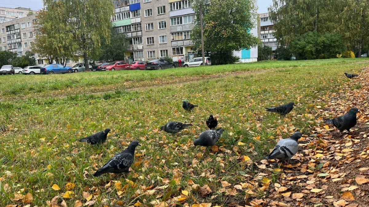 Перепады температур и ранний снег: синоптики обновили прогноз погоды на осень