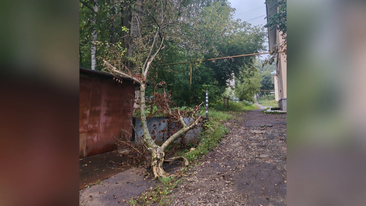"Чудом избежали беды": родители кировских школьников об упавшем дереве на тропинке к школе