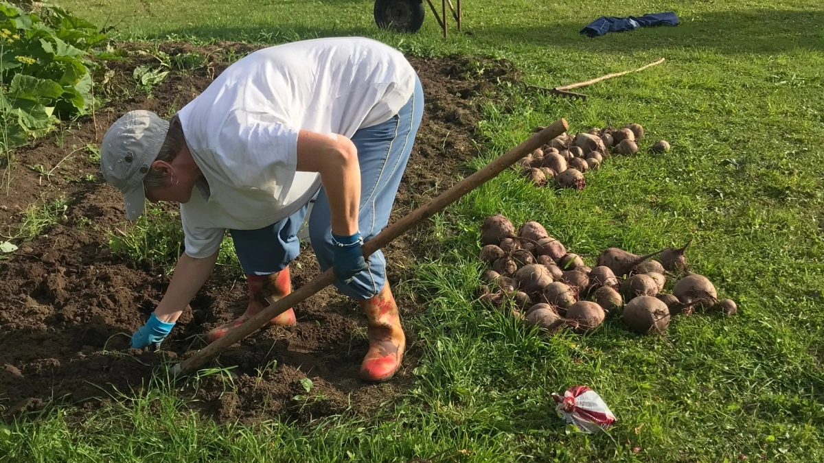Свёклу храню в обычных пакетах — до весны остаётся твёрдой и сочной: никакого песка, опилок и лишней возни