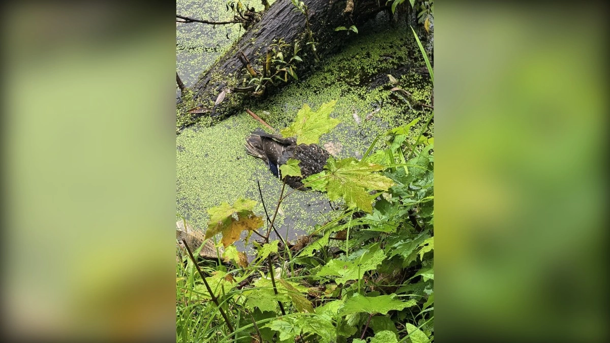Жители Лянгасово пожаловались на состояние пруда после гибели уток