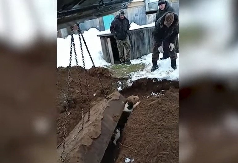 В Кировской области жители спасли застрявшую под бетонной плитой собаку