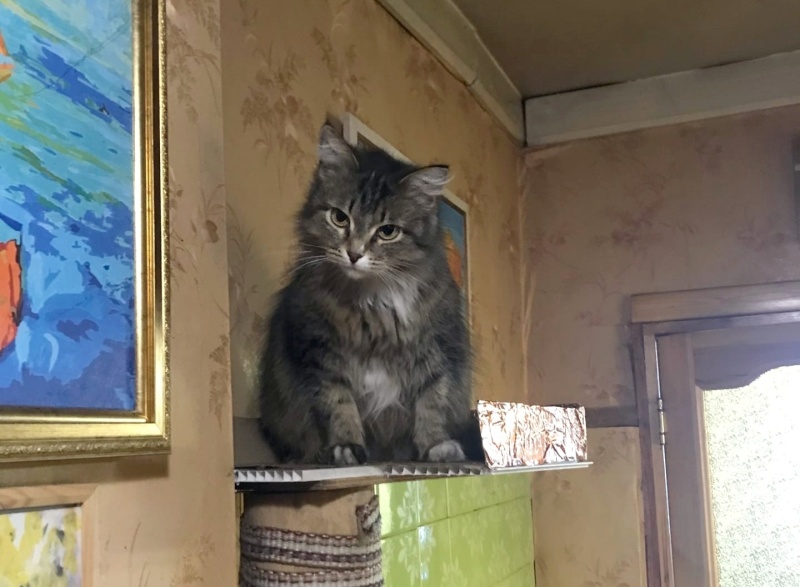 В Кировской области кошка спасла семью от огня: пожар тушили даже супом