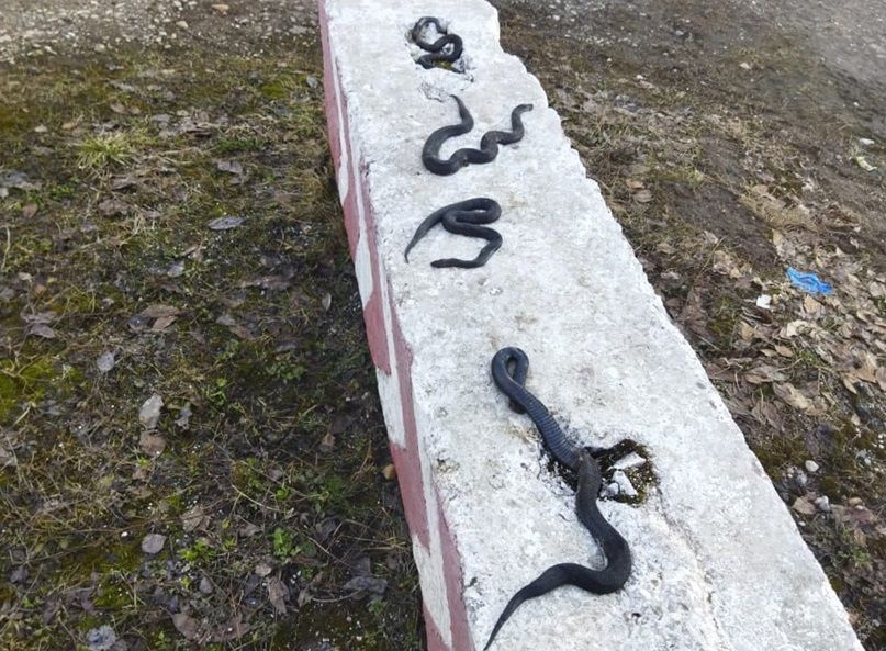 В Кировской области прохожий сфотографировал скопище ядовитых змей