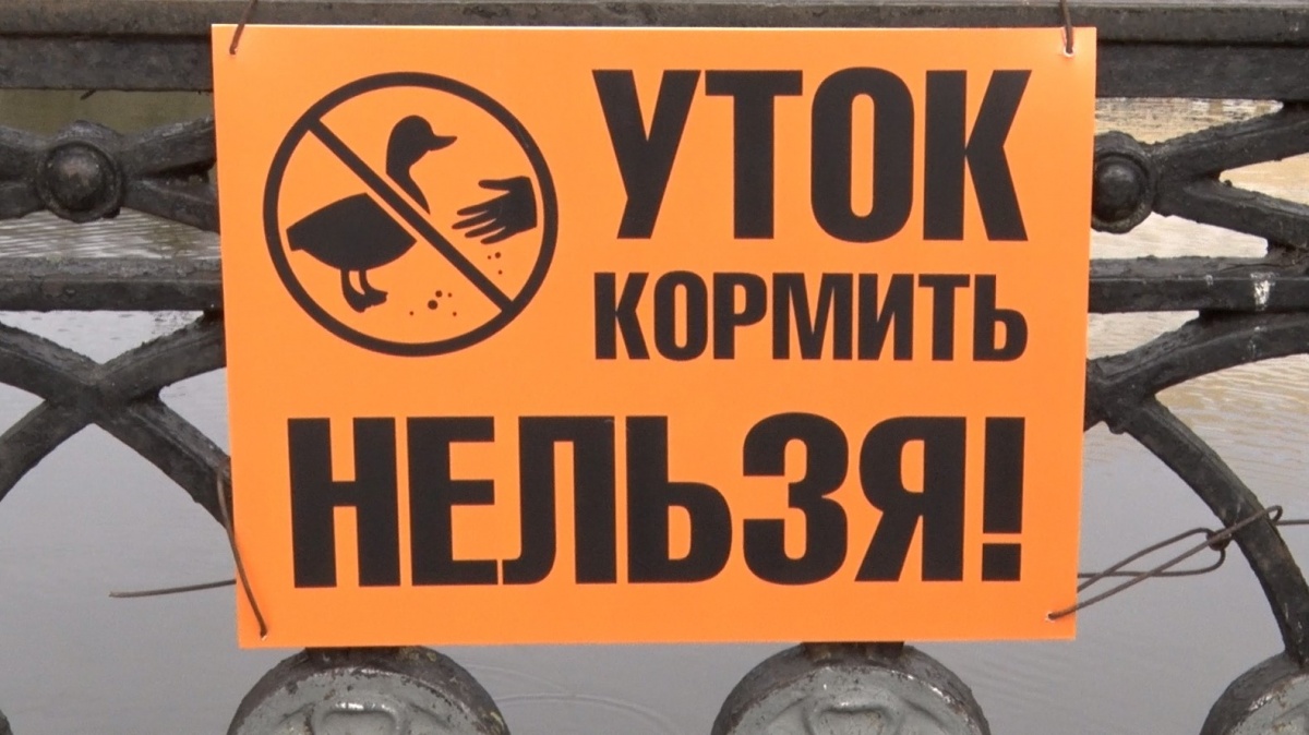 В Кирове потравили крыс и запретили кормить уток