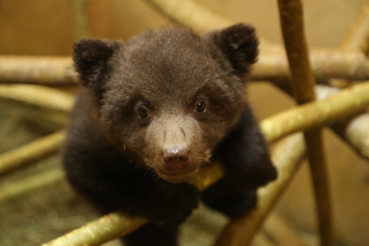 В «Центре спасения медвежат-сирот» рассказали, как живут медвежата из Кировской области 