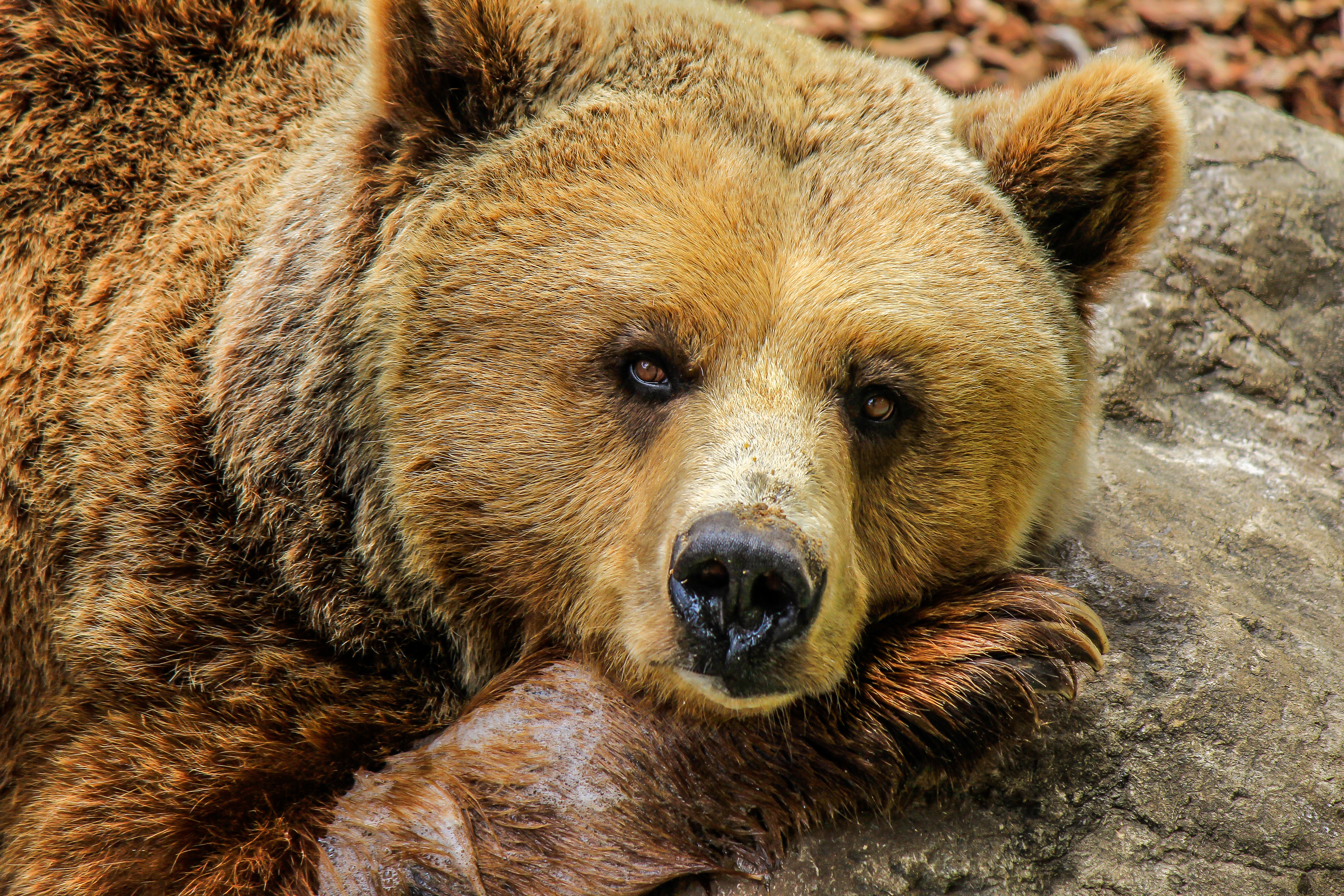 Более тысячи медведей погибнут в лесах Кировской области 