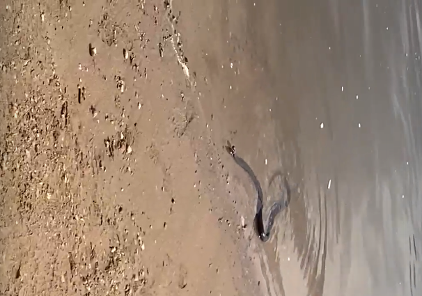 На кировских пляжах обитают змеи