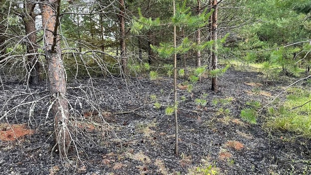 В Кировской области обнаружен очаг лесного пожара