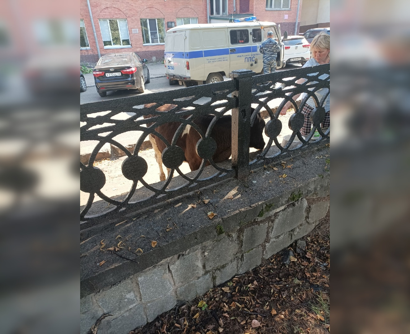 В центре Кирове неизвестные привязали корову