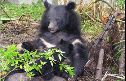В Кировской области нашли медведя с опасными паразитами