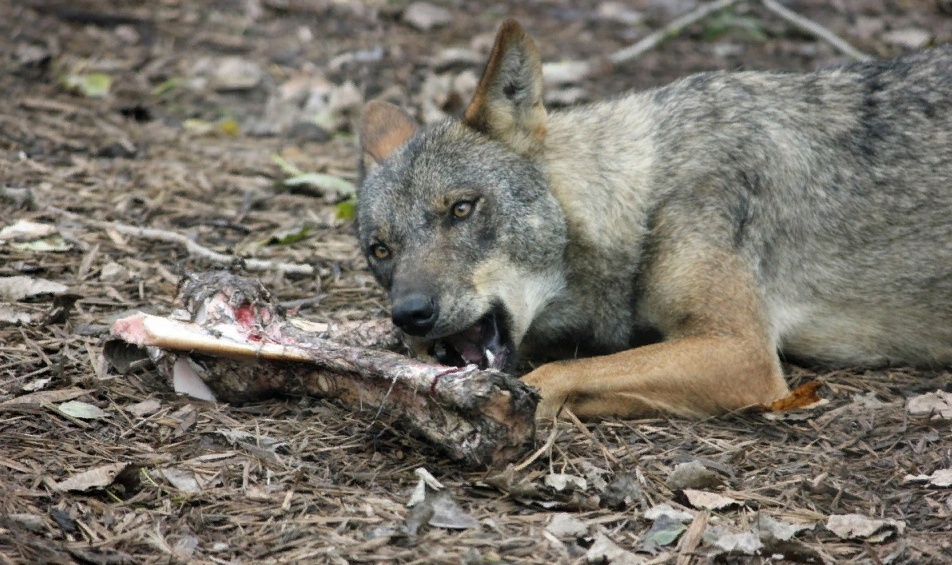 В Кировской области волки выходят в населенные пункты и нападают на телят