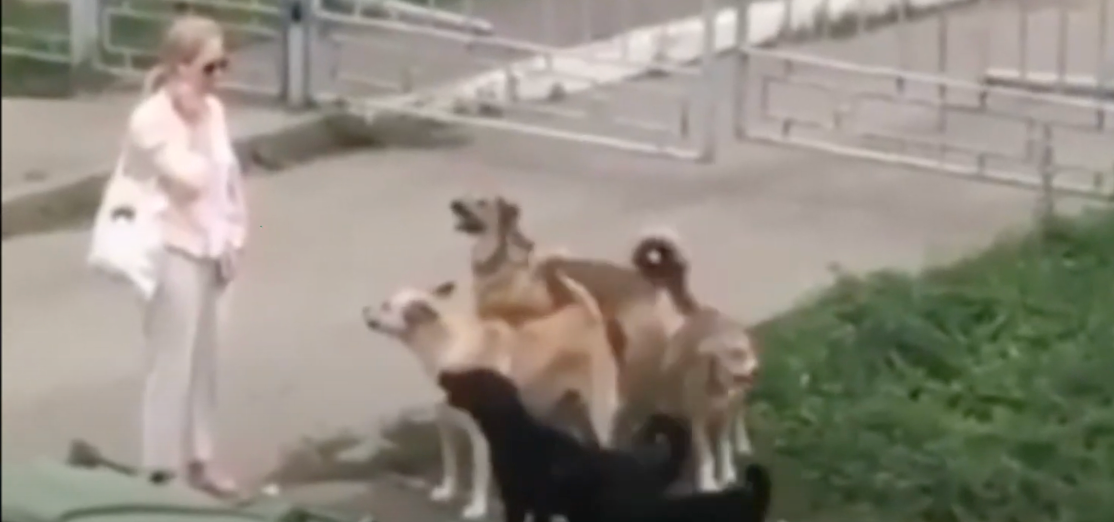 В Кировской области шесть собак покусали людей и лабрадора