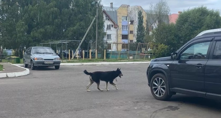 "Все тело в ссадинах и укусах": в Кировской области на ребенка напала уличная собака