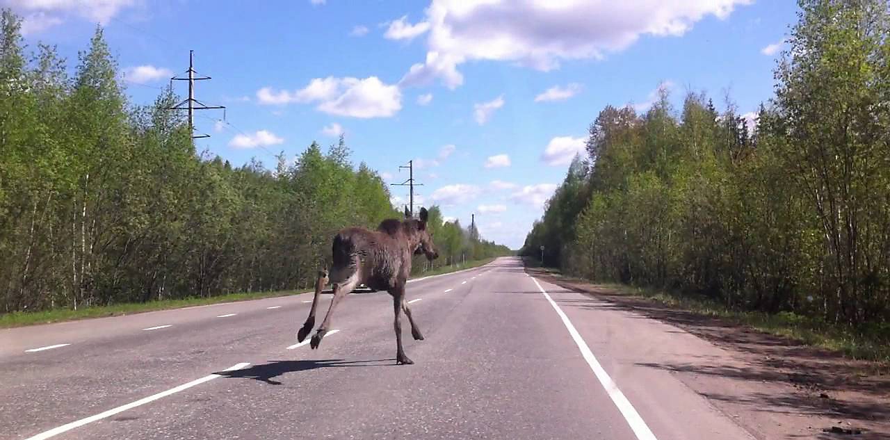Водителей в Кировской области предупреждают об опасности на дорогах