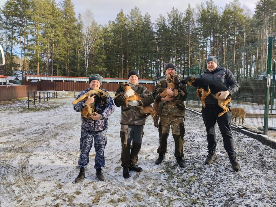 В Кировскую область приедут 10 специально обученных для спецслужб щенков