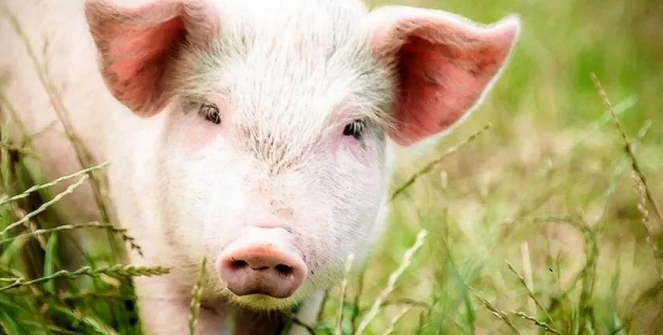 В двух районах области ввели карантин из-за чумы свиней