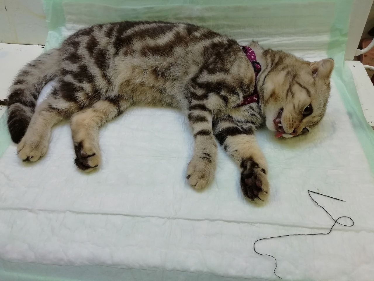 В Кировской области спасли котика, который проглотил иголку