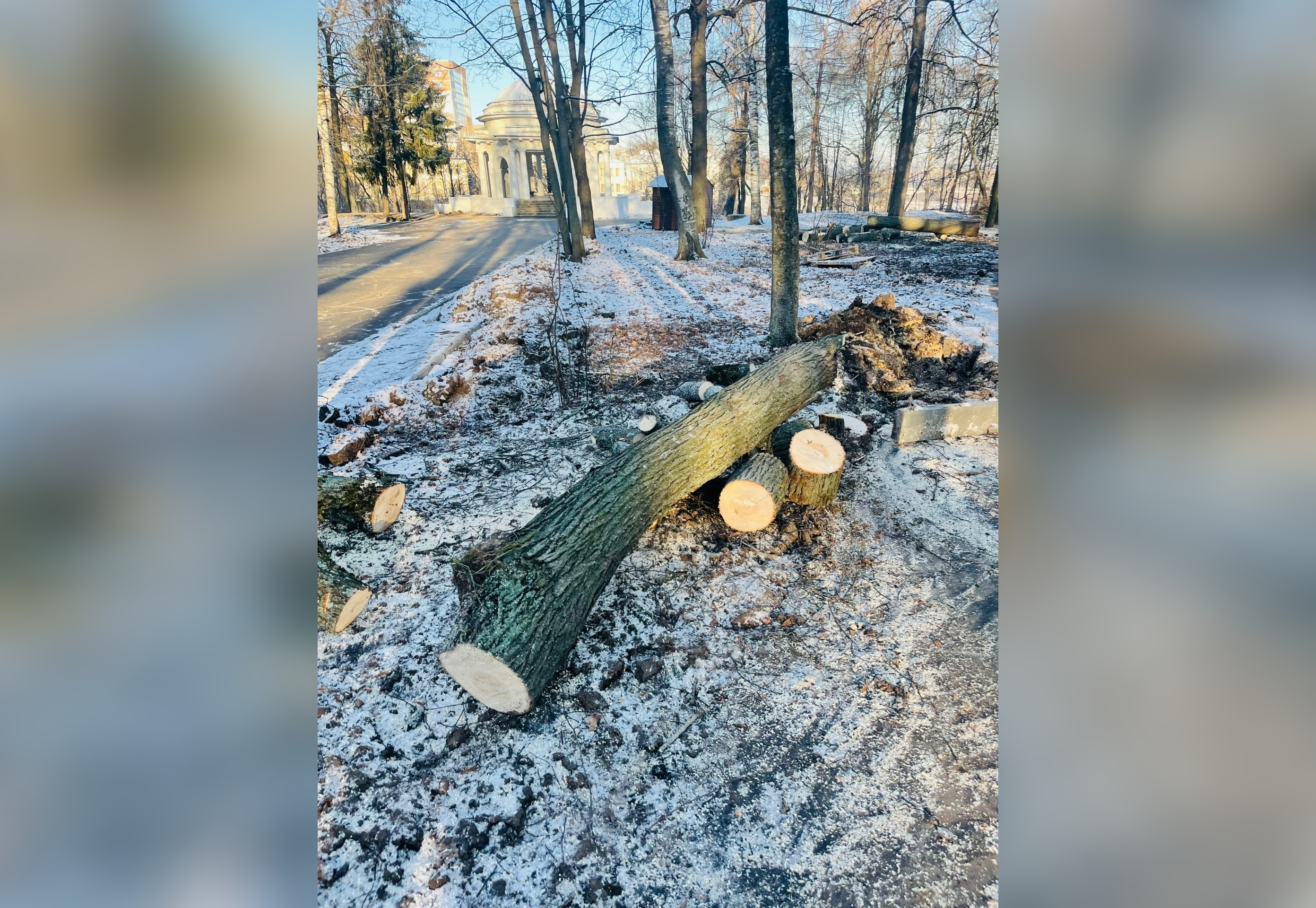 Глава администрации Кирова объяснил, почему в Александровском саду срубили столетние липы