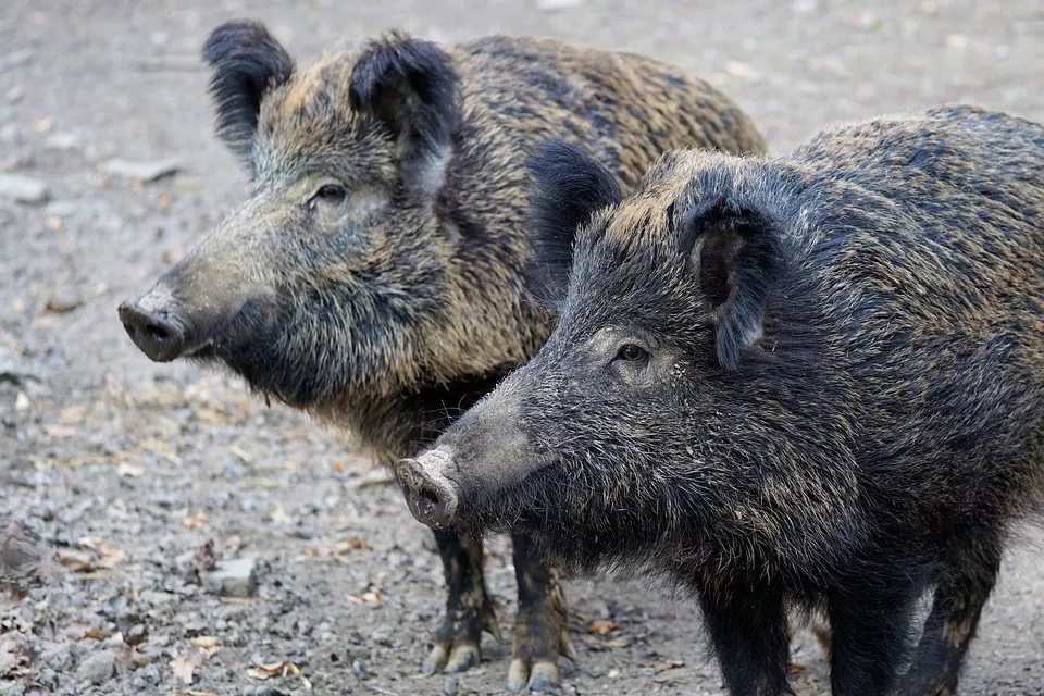 В двух районах Кировской области ввели карантин из-за чумы свиней