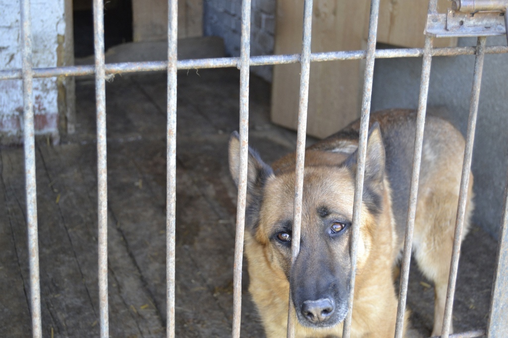 В Кировской области на администрацию подали в суд из-за покусанного собакой ребенка
