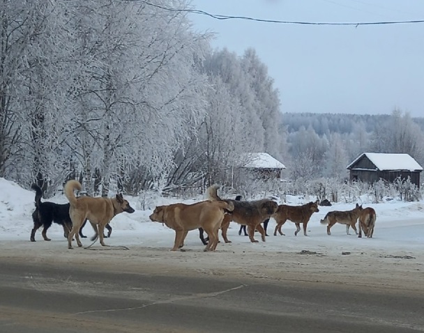 В Кировской области усилят меры работы по отлову безнадзорных животных