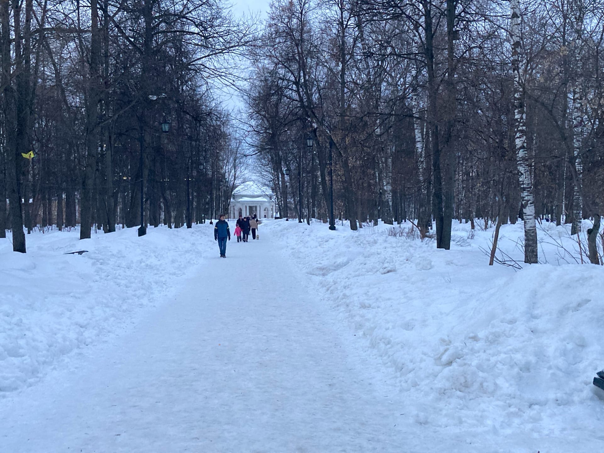 Власти города извинились перед кировчанами за спиленные в Александровском саду деревья 