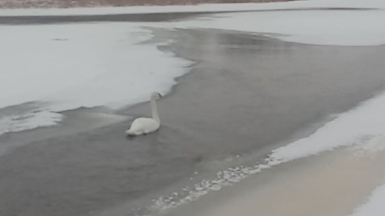 В Кировской области на реке замерзает лебедь