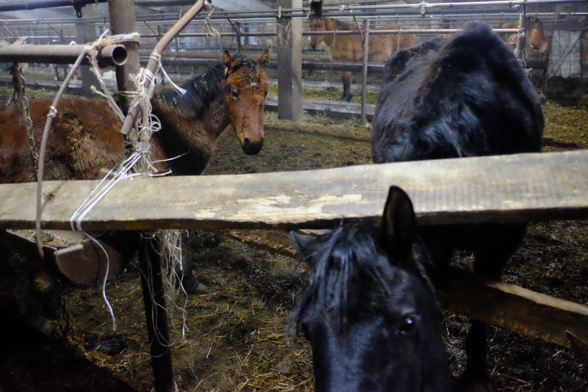 На ферме, где животных морили голодом, сменится руководство