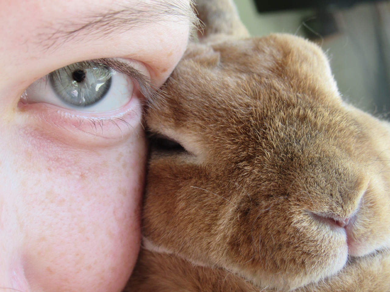 Кролики-гиганты: кировчане продают живой символ года 