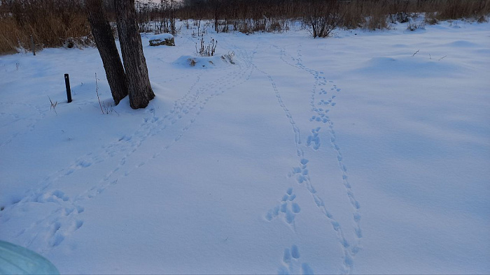 В Кировской области пересчитают всех диких животных по следам на снегу 