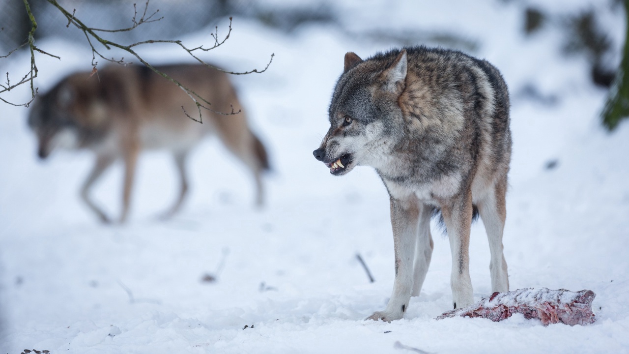 В Кировской области охотники за январь добыли 16 волков