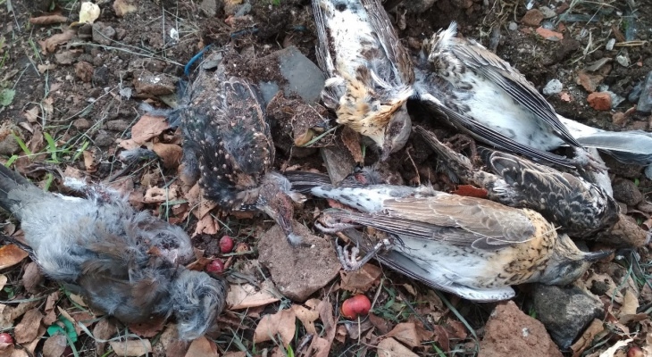 Кировчан предупреждают об опасной болезни птиц