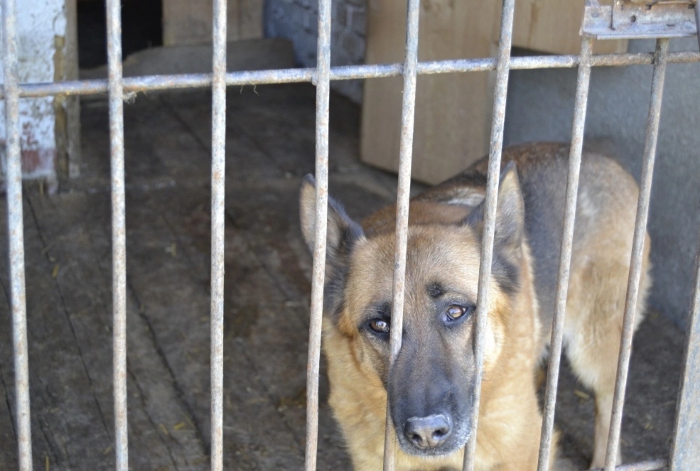 В Кирове пройдет месячный рейд по отлову бездомных животных