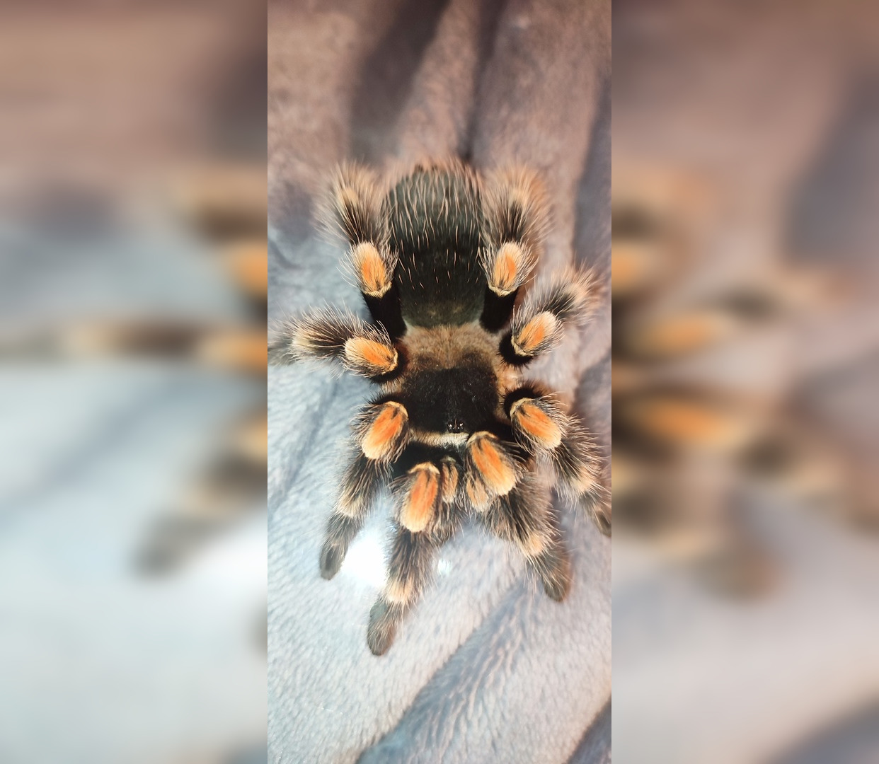 Кировчанка живет дома с пауком Чебупелькой и разводит ящериц